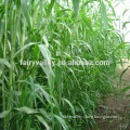 2014 New Forage Grass Seeds Sorghum Sudan Grass Seeds For Growing
